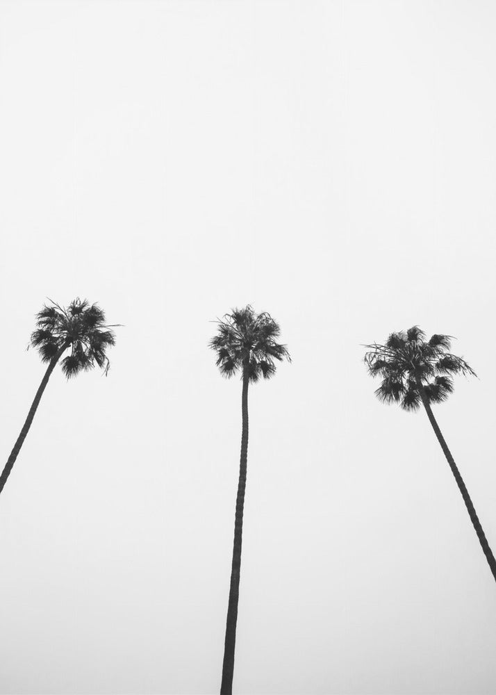 Skyward Palms Trio | Poster