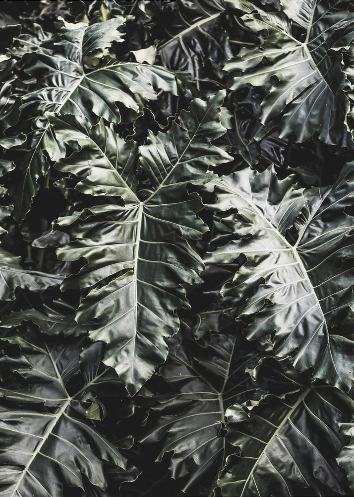 Lush Leaf Symphony | Canvas