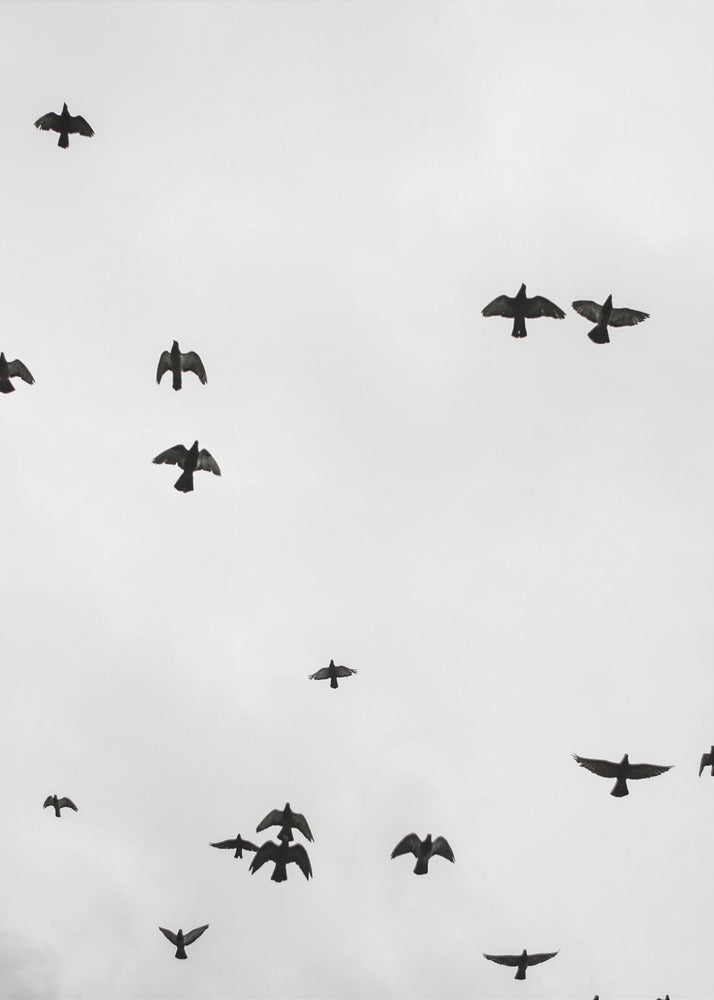 Soaring Shadows | Poster