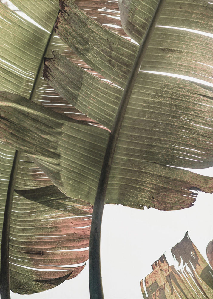 Tropical Serenity | Canvas