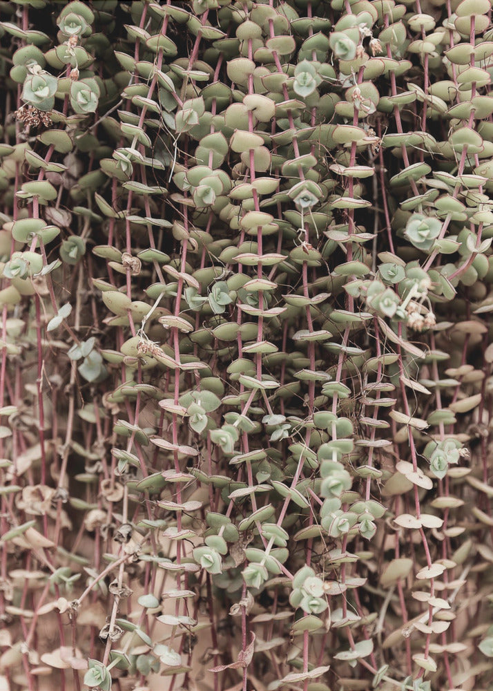 Succulent Symphony | Canvas