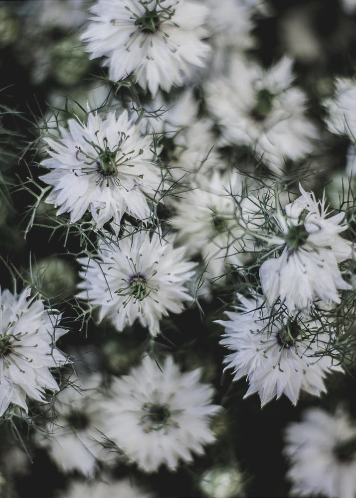 Whispering Blossoms | Poster