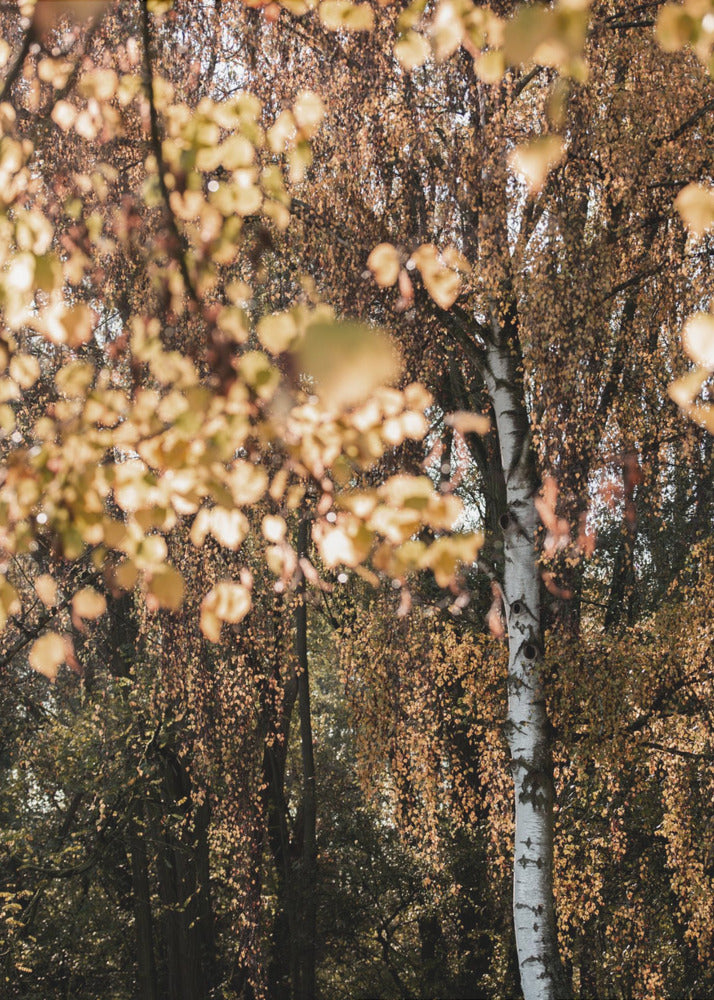Autumn Birch Tree | Poster
