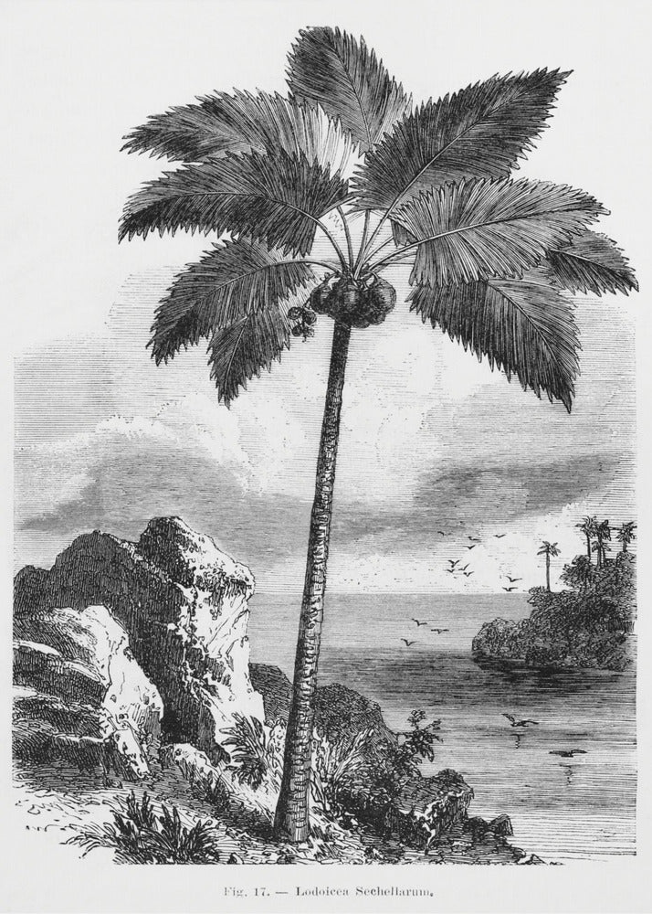 Vintage Palm Tree Drawing I | Poster