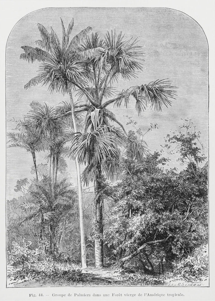Vintage Palm Tree Drawing Iv | Poster