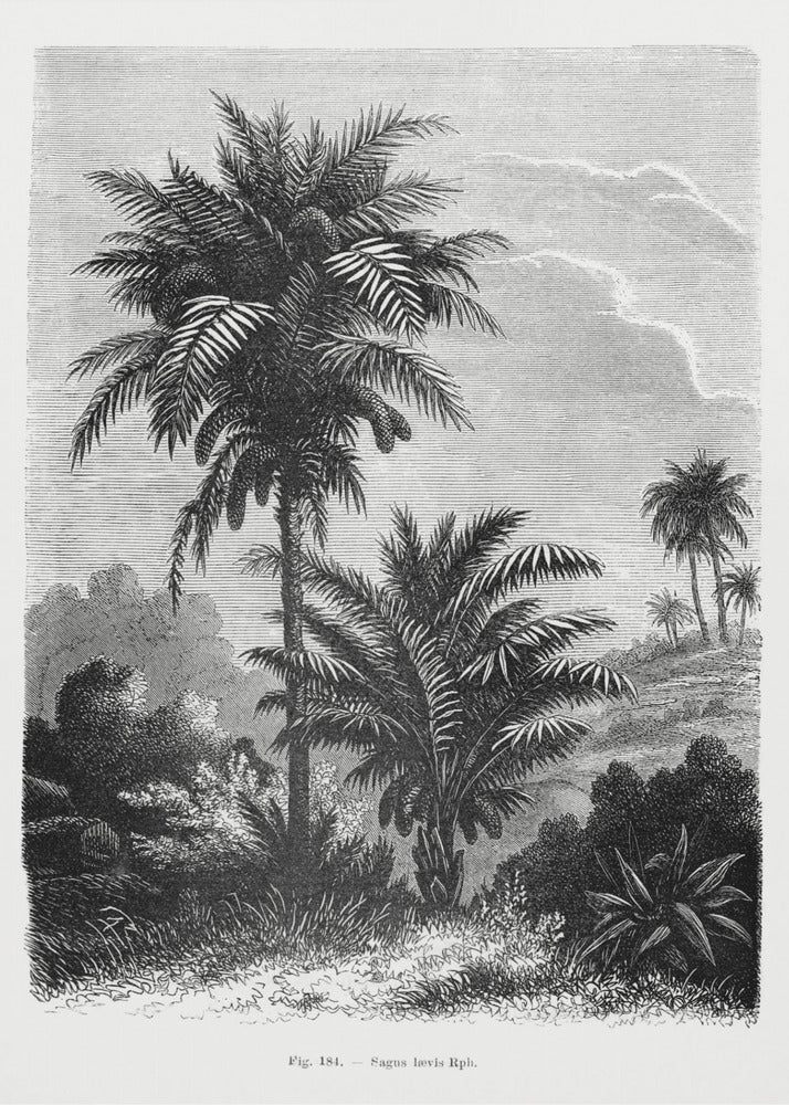 Vintage Palm Tree Drawing V | Poster