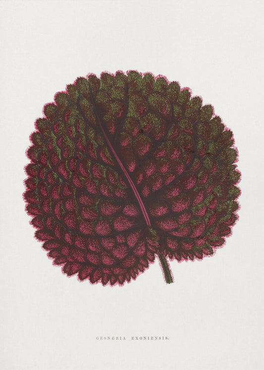 Pink Gesneria Exoniensis Leaf Illustration | Poster