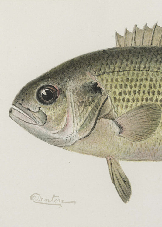 Rock Bass Crop | Poster