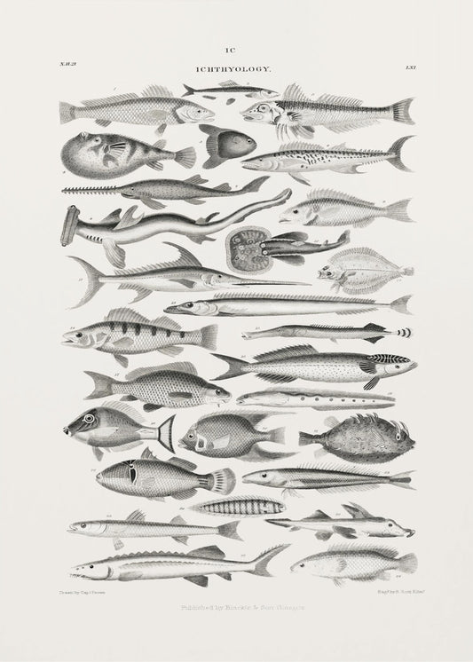 Sealife I | Poster