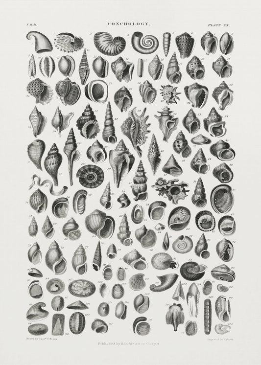 Sealife III | Poster