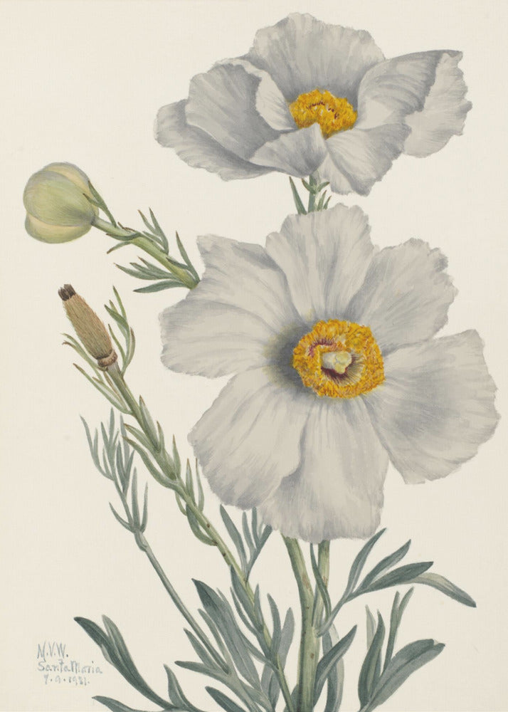 Matilija Poppy | Poster