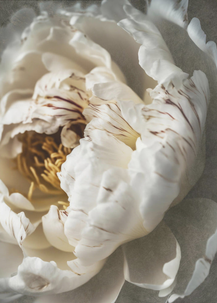 Petals of Serenity | Canvas