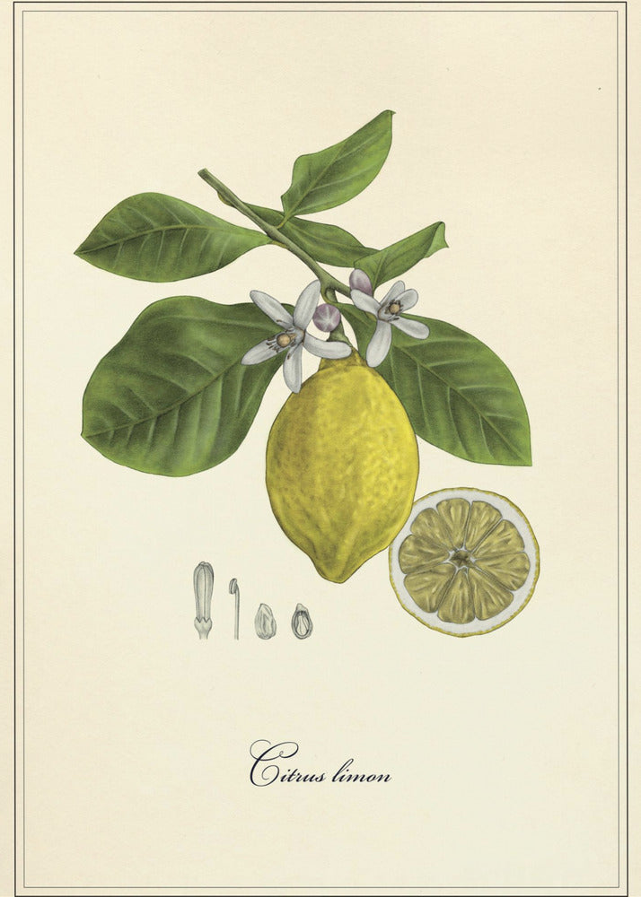 Lemon | Poster