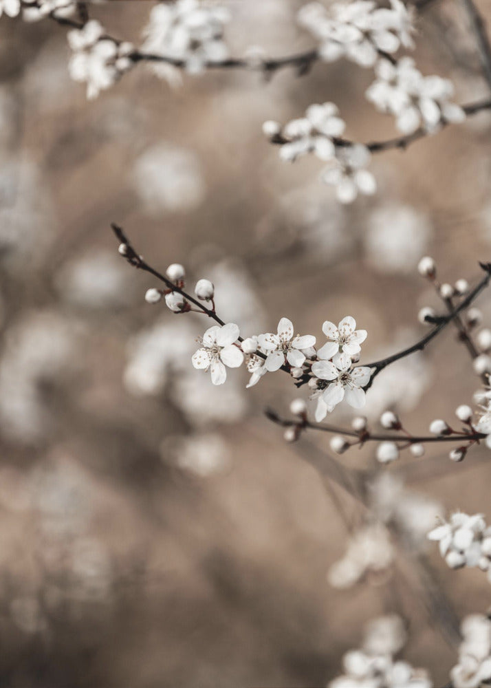 Last Spring 1 | Canvas