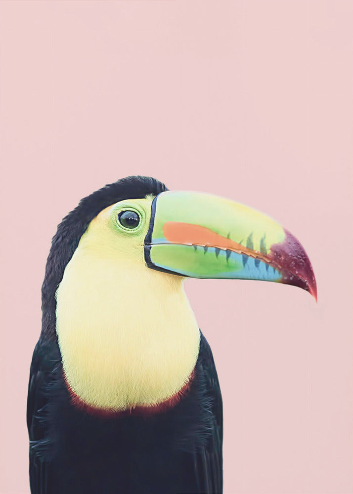 Toucan on Pink | Poster