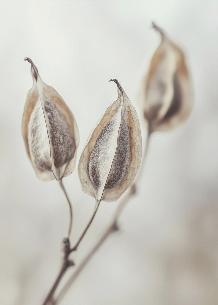 Whispering Pods | Canvas