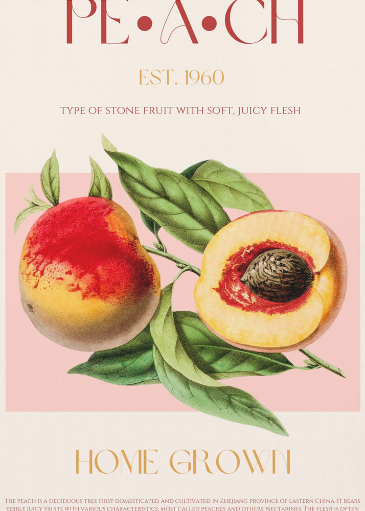 Vintage Style Peach Illustration | Poster