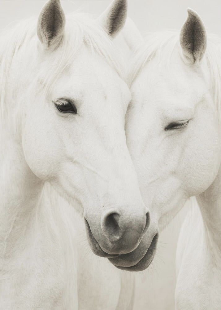 Equine Embrace | Canvas
